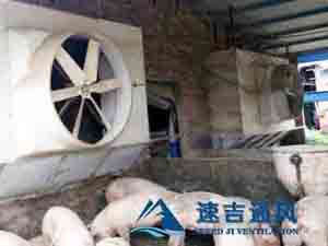 400平方豬舍配水簾風(fēng)機(jī)怎么計(jì)算？速吉通風(fēng)案例詳解
